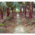 Seandainya tiada masalah bekalan air, maka kebun pisang lebih baik menggunakan sistem pengairan titisan atau renjisan?