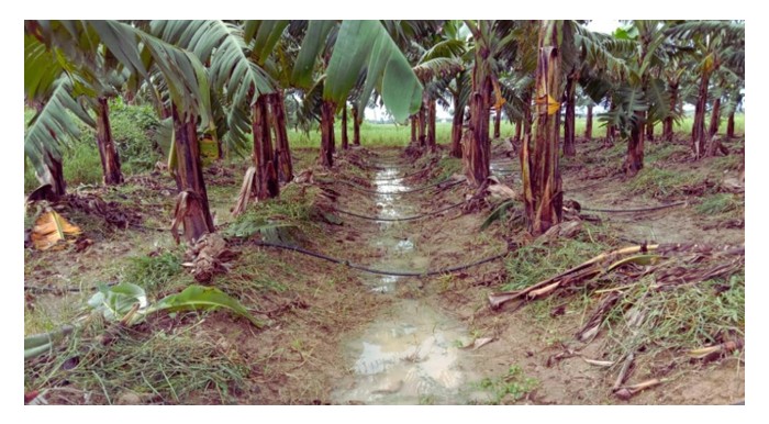 Read more about the article Seandainya tiada masalah bekalan air, maka kebun pisang lebih baik menggunakan sistem pengairan titisan atau renjisan?