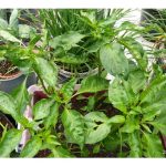 Nutrien apakah yang cenderung menyebabkan keracunan tanaman jika digunakan berlebihan?