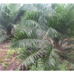 Bagaimana memulihkan anak pokok sawit yang mengalami keracunan baja akibat dos aplikasi berlebihan?