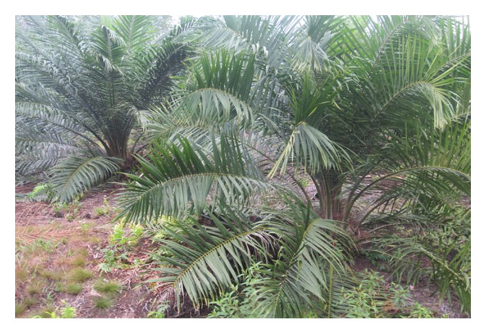 Read more about the article Bagaimana memulihkan anak pokok sawit yang mengalami keracunan baja akibat dos aplikasi berlebihan?