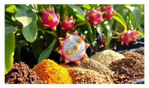 Tanaman buah naga bertindak balas cergas terhadap pembajaan dan kombinasi optimum terdiri daripada baja sebatian, baja organik dan baja foliar?