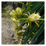 Beri penerangan mengenai baka buah naga, morfologi, pembungaan & pembuahan serta proses pendebungaan