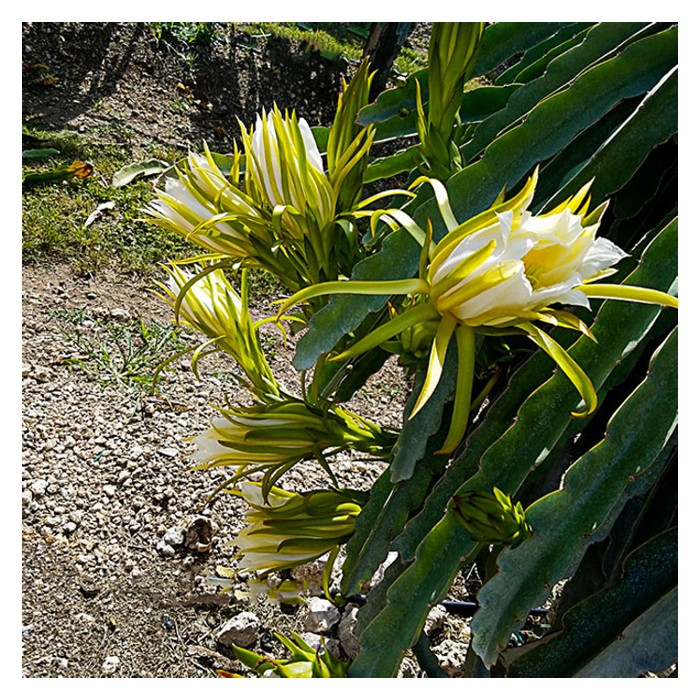 Read more about the article Beri penerangan mengenai baka buah naga, morfologi, pembungaan & pembuahan serta proses pendebungaan