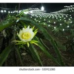 Memasang lampu waktu malam di kebun buah naga berperanan meningkatkan hasil dan kualiti buah?