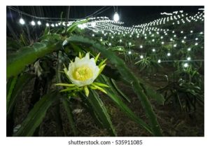 Memasang lampu waktu malam di kebun buah naga berperanan meningkatkan hasil dan kualiti buah?