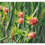 Penanaman buah naga Vietnam VS Malaysia : Apakah kelebihan masing-masing?