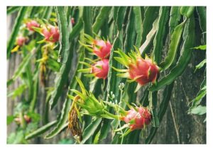 Penanaman buah naga Vietnam VS Malaysia : Apakah kelebihan masing-masing?