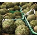 Rancakkan pengeluaran durian gred A untuk memenuhi permintaan eksport buah berkualiti (termasuk saiz A) yang makin meningkat, dan mengelak bersaing di pasaran tempatan khususnya buah gred B, C dan D