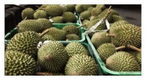 Rancakkan pengeluaran durian gred A untuk memenuhi permintaan eksport buah berkualiti (termasuk saiz A) yang makin meningkat, dan mengelak bersaing di pasaran tempatan khususnya buah gred B, C dan D