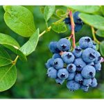 Beri Biru : Tanaman yang tidak sesuai diusahakan di tanah pamah Malaysia