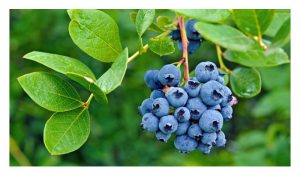 Beri Biru : Tanaman yang tidak sesuai diusahakan di tanah pamah Malaysia