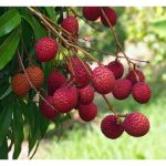 Laici : Tanaman premium yang tidak sesuai ditanam di Malaysia