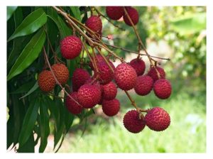 Laici : Tanaman premium yang tidak sesuai ditanam di Malaysia