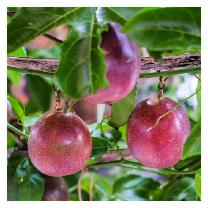 Read more about the article Markisa Ungu : Tanaman premium yang tidak sesuai diusahakan di tanah pamah Malaysia