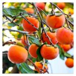 Pisang Kaki (Persimmon) : Tanaman premium yang tidak sesuai diusahakan di tanah pamah Malaysia   