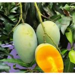 Model menanam mangga dalam skala kecil dan menjaga kualiti buah dengan baik boleh menjana pendapatan berbaloi