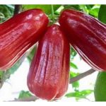 Penanaman jambu air berkualiti seperti varieti jambu air madu dari Taiwan atau Thailand menguntungkan jika berhasil di luar musim serta aplikasi baja ekonomi yang betul