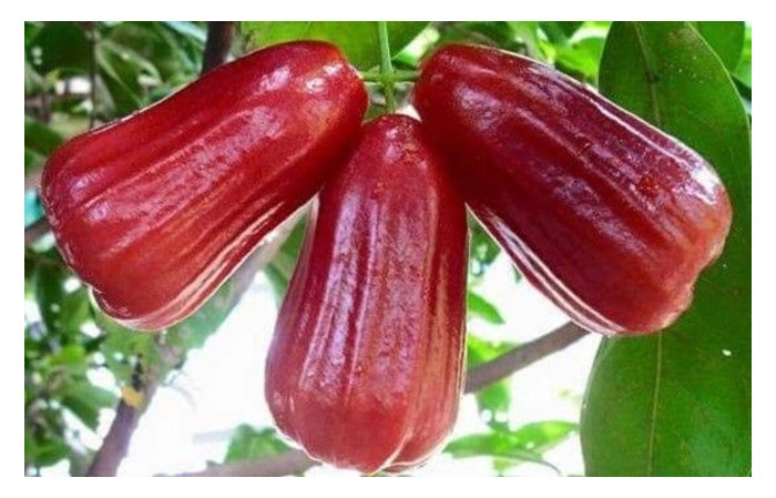 Read more about the article Penanaman jambu air berkualiti seperti varieti jambu air madu dari Taiwan atau Thailand menguntungkan jika berhasil di luar musim serta aplikasi baja ekonomi yang betul