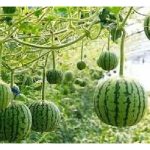 Tembikai mini (1/2- 1 kg/biji) boleh ditanam sebagai buah premium memandangkan harga runcitnya mencapai purata RM15/biji