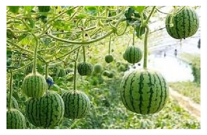 Read more about the article Tembikai mini (1/2- 1 kg/biji) boleh ditanam sebagai buah premium memandangkan harga runcitnya mencapai purata RM15/biji