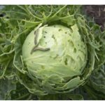 Berdepan dengan serangan perosak ialah realiti penanaman sayuran di Malaysia? Apakah cara untuk mengelaknya?