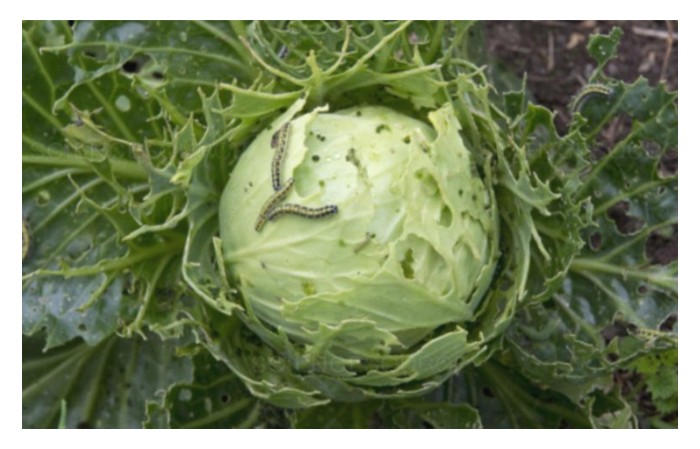 Read more about the article Berdepan dengan serangan perosak ialah realiti penanaman sayuran di Malaysia? Apakah cara untuk mengelaknya?