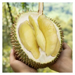 Durian D24 nampaknya lebih sesuai mengambil alih gelaran ‘Musang Queen’ dari durian Tekka (D160) selepas 10 tahun ‘memegang’ gelaran ini. Dari segi keluasan, keterkenalan dan jumlah penyokong, D24 memang layak berbanding durian Tekka