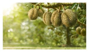 Hanya 1,933 buah kebun durian di Malaysia memperolehi sijil MyGAP menandakan banyak kebun masih menumpu pada corak pengeluaran untuk pasaran domestik dan mrngakibatkan lambakan hasil khususnya buah gred B, C, dan D?
