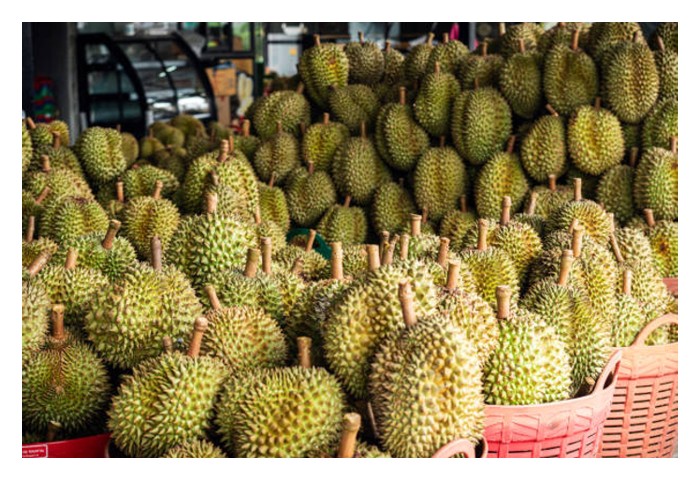 Read more about the article Demi mengelak dari lambakan hasil durian di pasaran pada masa hadapan, pekebun disarankan supaya menghasilkan lebih banyak buah gred A dan mengurangkan buah BCD sambil menjimat kos operssi ladang