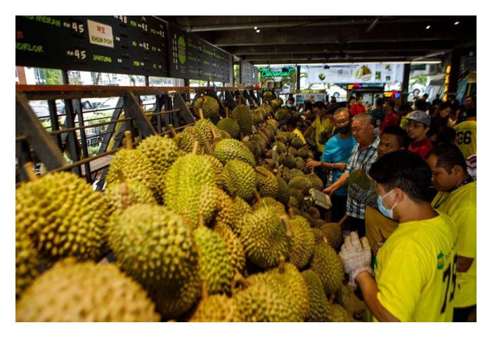 Read more about the article Pada peringkat harga tinggi, ramai pekebun berlumba-lumba menanam durian seperti kes di sektor sayuran yang mengakibatkan harga runtuh. Adakah ini norma atau kekurangan mekanisme pengawalan dari kerajaan?