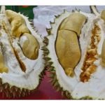 Pengusaha tanaman durian digesa supaya mempelbagaikan varieti durian mereka kerana sudah kedengaran ramai peminat khususnya dari luar negara mulai meminta buah durian yang lain daripada Musang King