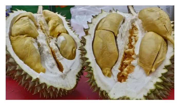 Read more about the article Pengusaha tanaman durian digesa supaya mempelbagaikan varieti durian mereka kerana sudah kedengaran ramai peminat khususnya dari luar negara mulai meminta buah durian yang lain daripada Musang King