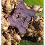 Processed black ginger fetches premium price in market and being labelled as potential crop in Malaysia?