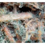 Trichoderma spp. and Bacillus spp. are two most widely accepted bio control agents for crops due to its high efficiencies?