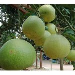 Tambun pomelo has great potential to become premium fruit for export market