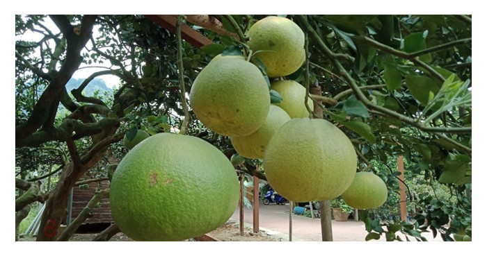 You are currently viewing Tambun pomelo has great potential to become premium fruit for export market