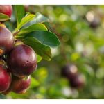 Method of uplifting the growth rate of mangosteen and soursop crops in Malaysia since their normal growth rates are slow