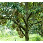 Control the number of durian fruits per tree in order to produce gred A fruits would be growers’ better choice to stay away from competitive low price scenarios?