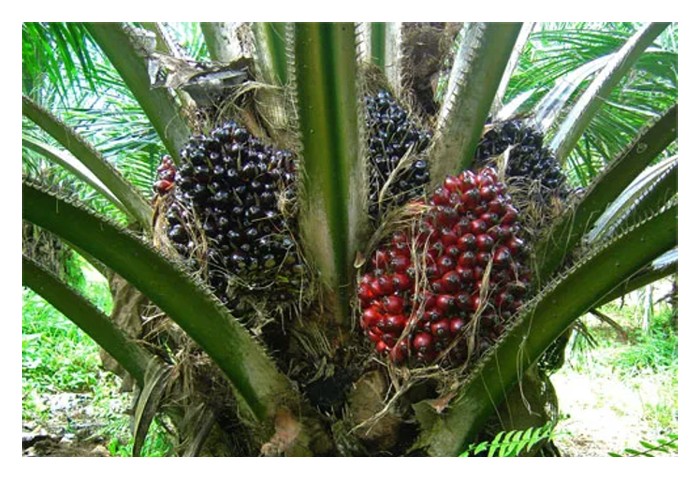 You are currently viewing Replant with current Tenera (DxP) planting material is more profitable than maintaining old palm trees in existing high CPO prices situation?