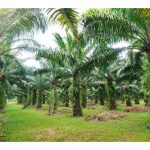 Sunlight vs moisture : Which one is more crucial in enhancing oil palm productivity?