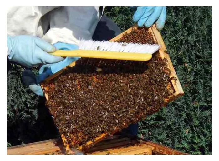 You are currently viewing Integrasi penternakan lebah madu di kebun kelapa demi menjana dua pendapatan : Satu pendekatan berbaloi