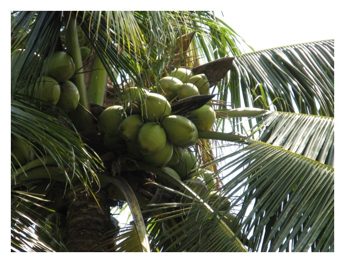 You are currently viewing Matag ialah buah ikonik Malaysia, ibarat Musang King di sektor durian!
