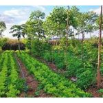 Bagaimana membentuk tanaman yang kalis serangga perosak dan penyakit? Baja, hormon atau racun perosak organik?