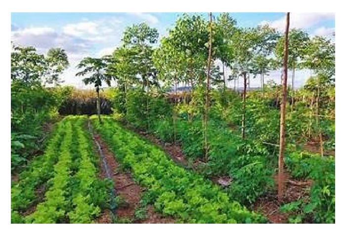 Read more about the article Bagaimana membentuk tanaman yang kalis serangga perosak dan penyakit? Baja, hormon atau racun perosak organik?