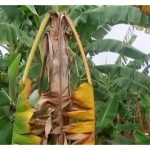 Kenapa penyakit Panama pisang masih tiada rawatan sehingga kini? Adakah penyakit ini terlalu ‘garang’ atau kebatasan bioteknologi?