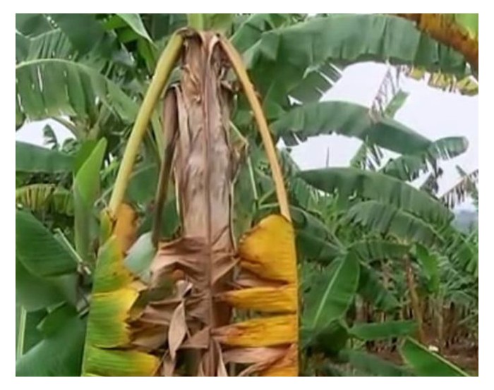 Read more about the article Kenapa penyakit Panama pisang masih tiada rawatan sehingga kini? Adakah penyakit ini terlalu ‘garang’ atau kebatasan bioteknologi?