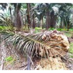 Penyakit reput pangkal batang (Ganoderma disease) sawit bukanlah penyakit maut, cuma ia biasanya dikesan terlalu lewat sehingga tisu pangkal batang telah reput