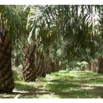 Mengapa AVROS Pisifera Lebih Popular Berbanding Yangambi Pisifera dalam Pembiakbakaan Sawit