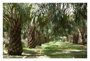 Mengapa AVROS Pisifera Lebih Popular Berbanding Yangambi Pisifera dalam Pembiakbakaan Sawit